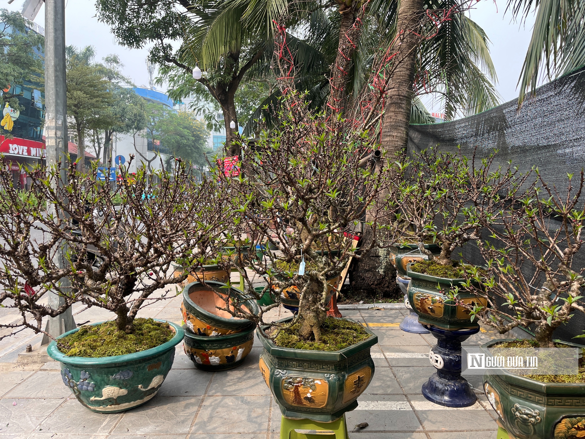 Đào thất thốn bạc tỷ xuống phố, thị trường hoa Tết nóng rực - Ảnh 1.