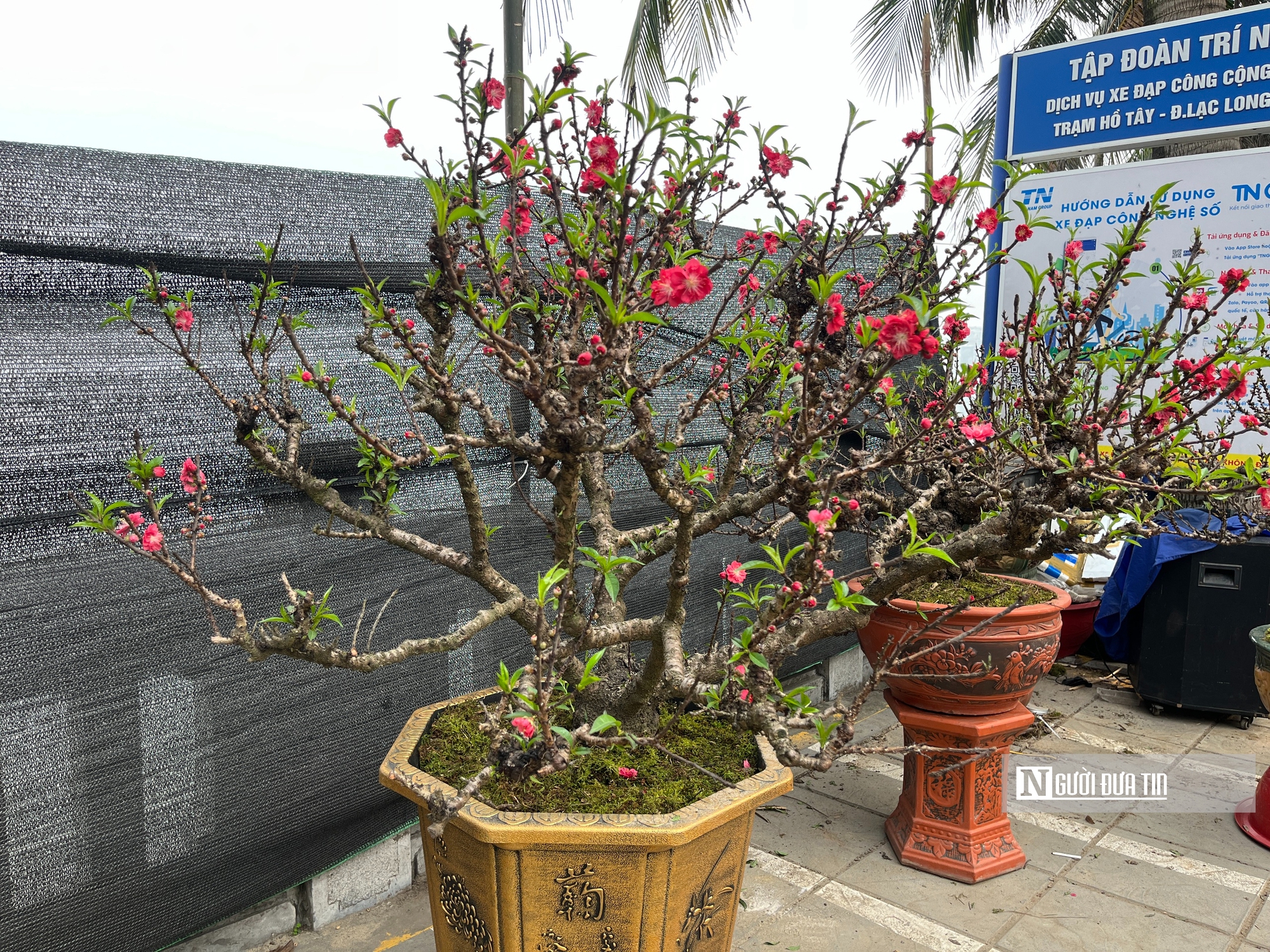 Đào thất thốn bạc tỷ xuống phố, thị trường hoa Tết nóng rực - Ảnh 5.