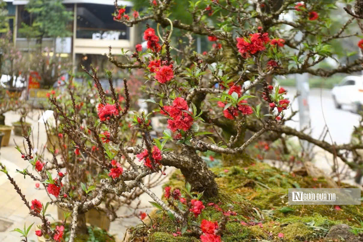 Đào thất thốn bạc tỷ xuống phố, thị trường hoa Tết nóng rực - Ảnh 4.