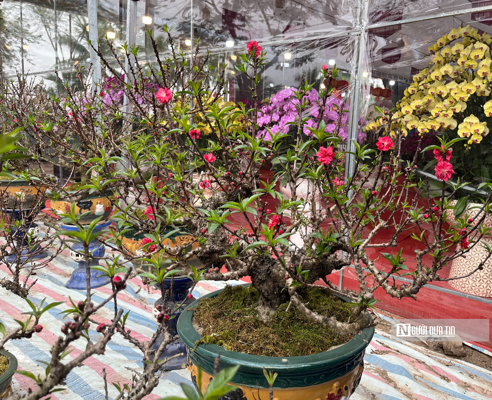 Đào thất thốn bạc tỷ xuống phố, thị trường hoa Tết nóng rực - Ảnh 2.